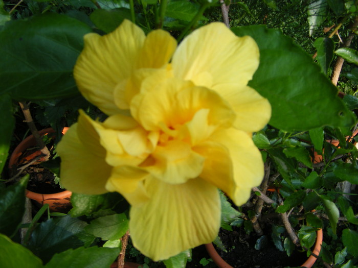 DSCF2216