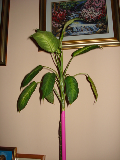 29.07.2010 - flori - diffenbachia si filodendron