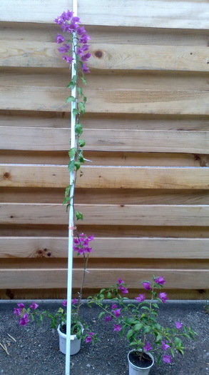 mama si puiul - BOUGAINVILLEA