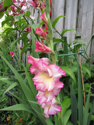 Gladiola Priscilla 30 iul 2010 (1) - gladiole