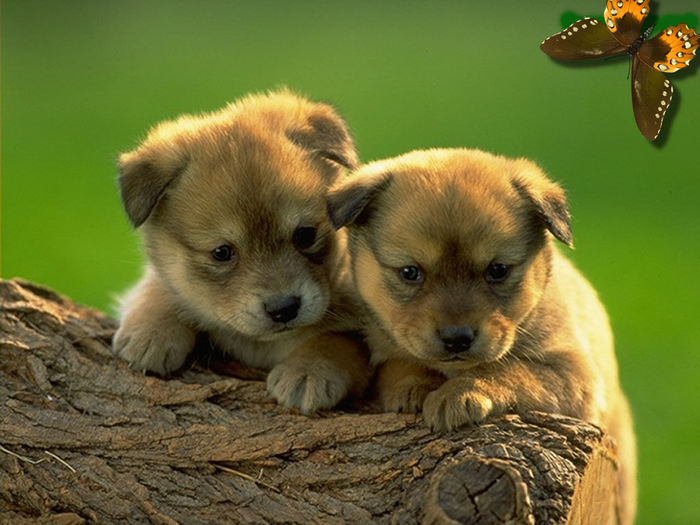 14 poze cu animale - Plata pentru HotelSoperCool