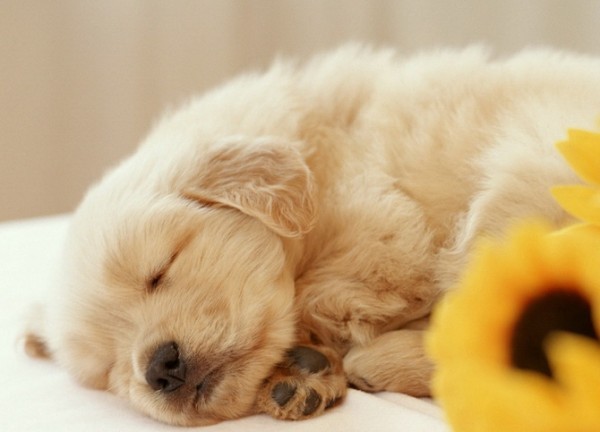 14 poze cu animale - Plata pentru HotelSoperCool
