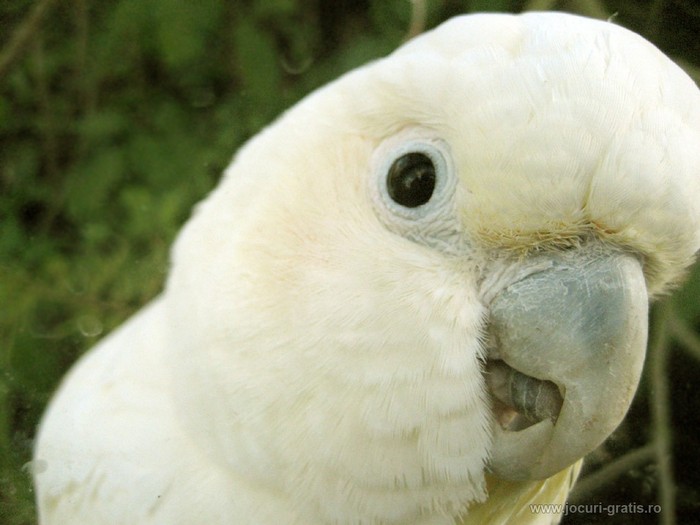 14 poze cu animale - Plata pentru HotelSoperCool