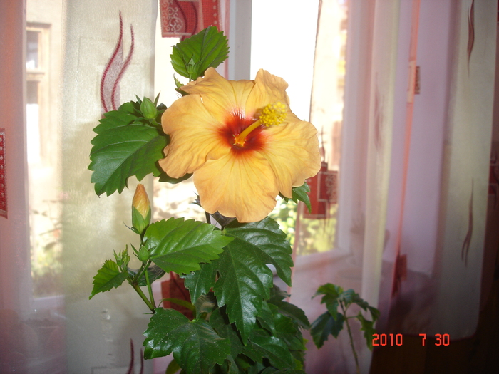 DSC08771 - hibiscus 2010