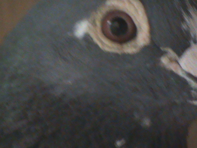 DSC00059; Albastru list din femela de Praga.
