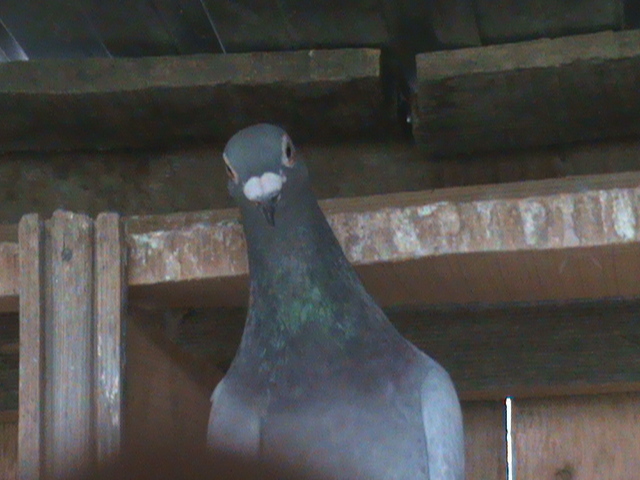 DSC00060; Vanat Badin.
