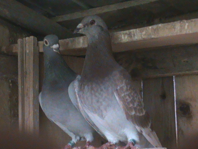 DSC00066; Havenit f   rosu Badin.
