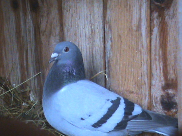 DSC00067; Fiica 78 international Barcelona.
