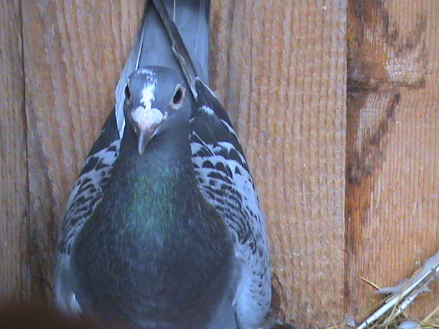 DSC00068; Guta 05 zburata Berlin.
