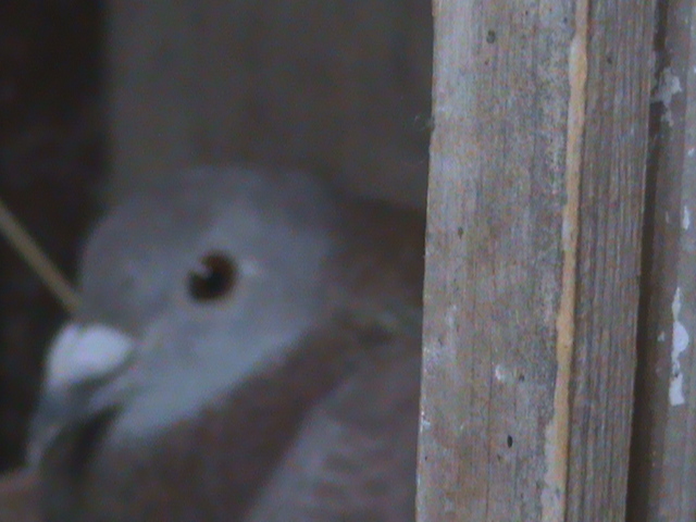 DSC00083; Rosie Badin fiica Gabi.
