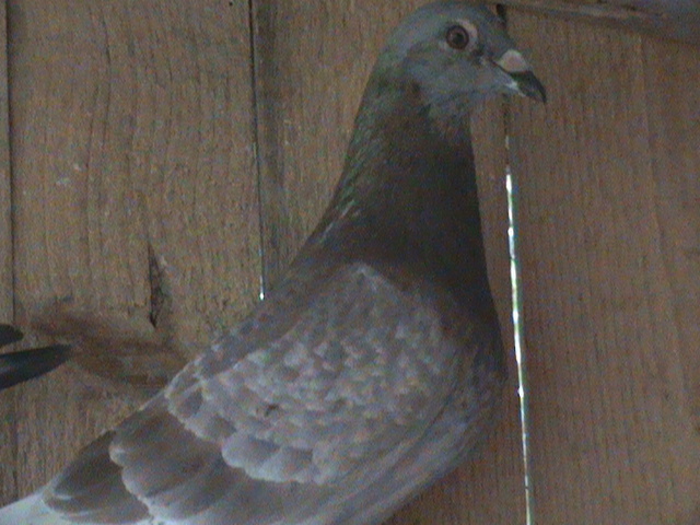 DSC00121; Rosu Badin fiu Gabi.
