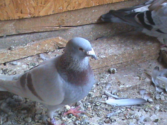 DSC00126; Argintiu Bricoux.
