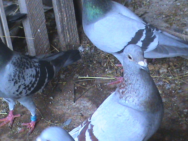 DSC00140; Argintiu din 861.
