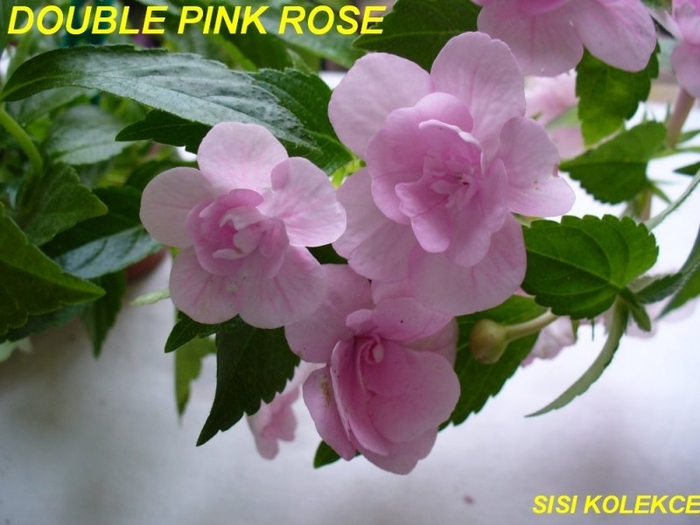 ACHIMENES_DOUBLE_PINK_ROSE_7 - achi de care imi doresc