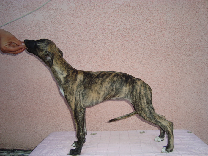 DSC01737 - whippet de vanzare poze noi