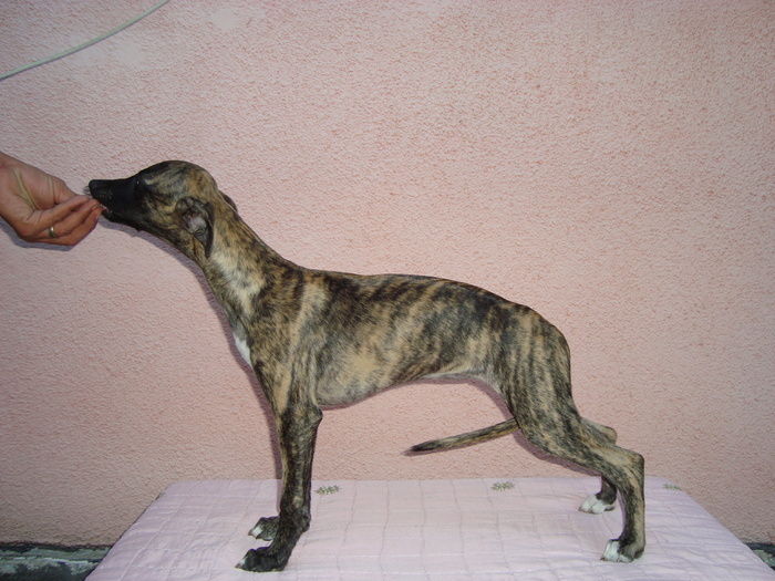 DSC01739 - whippet de vanzare poze noi