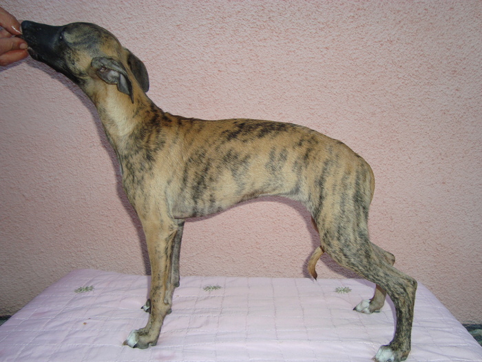 DSC01746 - whippet de vanzare poze noi