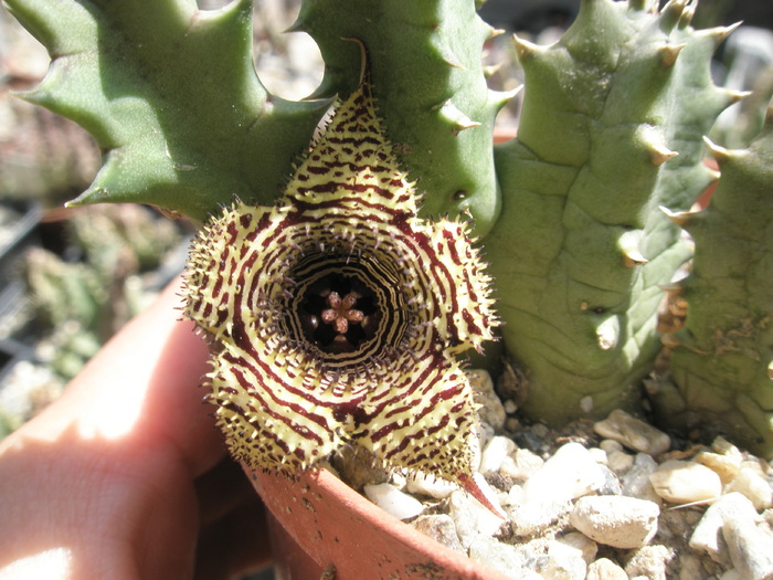 Huernia stapelioides - floare 28.07