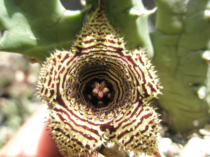 Huernia stapelioies - floare macro - Huernia