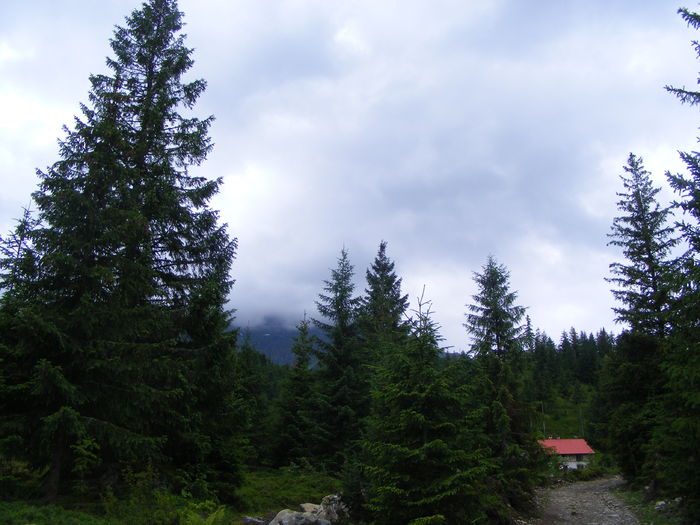 DSCF1447 - 9 10 iulie 2010 Rodnei Pietrosul 2303 m