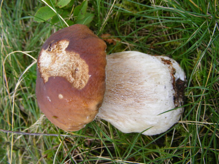DSCF1449