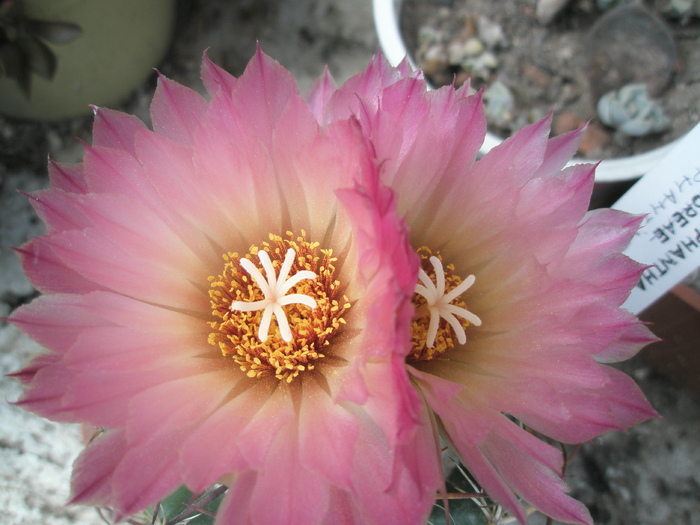 Coryphantha elephantidens - flori - Coryphantha