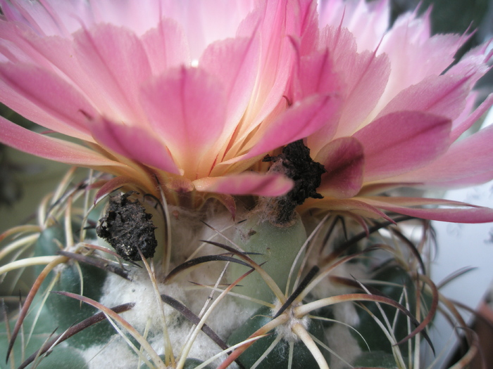 Coryphantha elephantidens - flori si fructe - Coryphantha