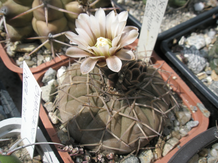 Gymnocalycium bodenbenderianum - 28.07