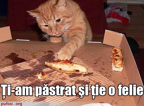 poze-amuzante-poza-amuzanta-pisica-a-mancat-toata-pizza1 - pisici amuzante