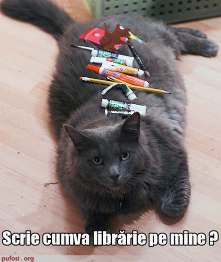 poze-amuzante-poza-amuzanta-pisica-are-pe-blanita-creioane-pixuri-si-alte-articole-de-librarie