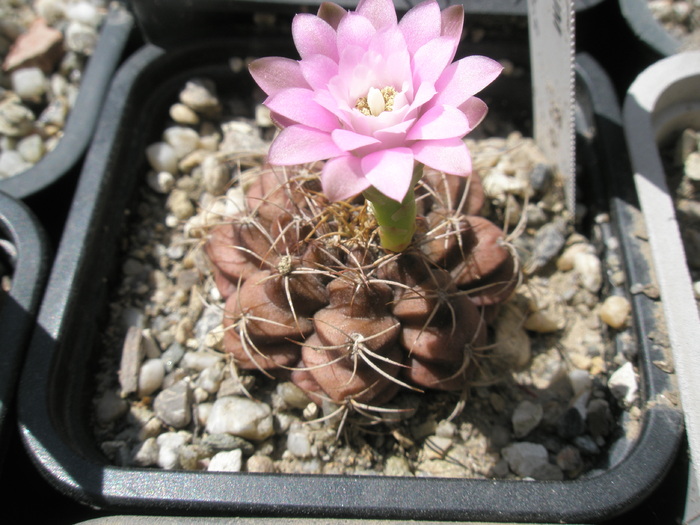 Gymnocalycium damsii v. rotundulum - 29.07