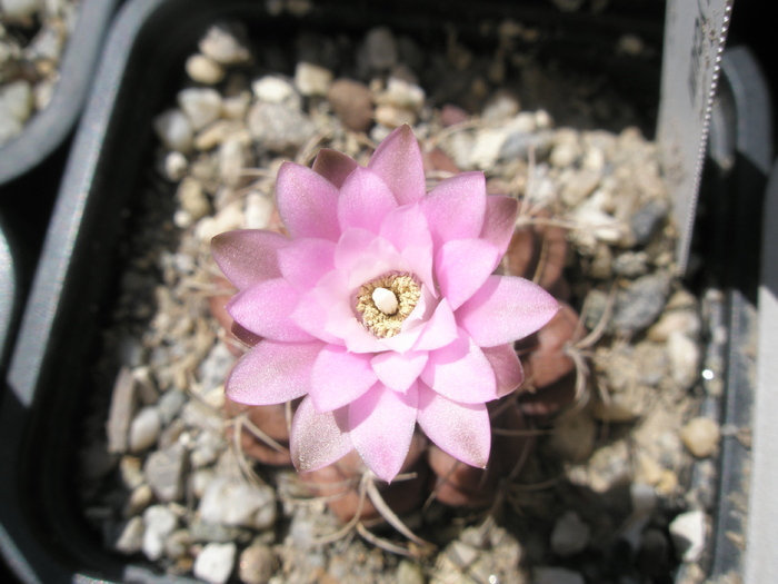 Gymnocalycium rotundulum - floare