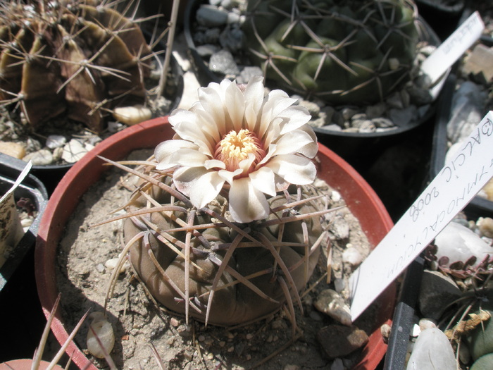 Gymnocalycium spegazzini ssp. cardenasianum - 29.07 - Gymnocalycium