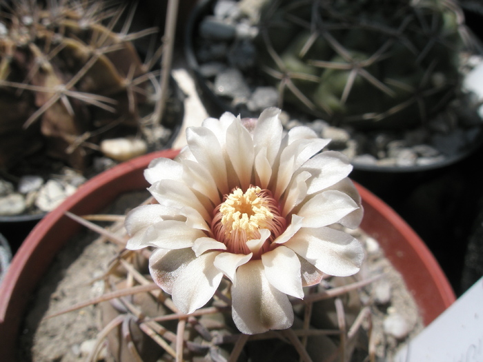 Gymnocalycium cardenasianum - floare