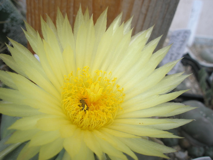 Astrophytum nudum - floare