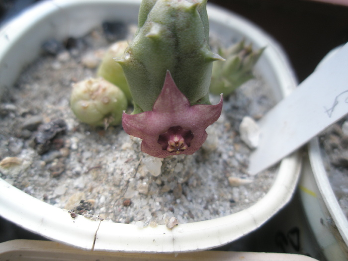 Duvalia parviflora x Huernia sp. - floare 20.07 - Hibrizi