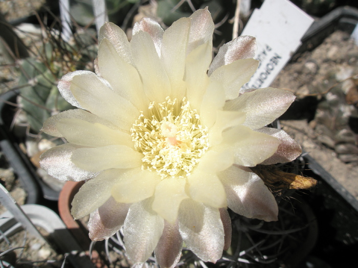 Neoporteria paucicostata - floare 29.07 - Neochilenia