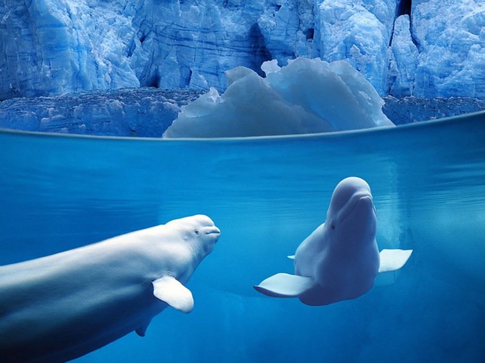 belugas_underwater,_ocean_life - ocean