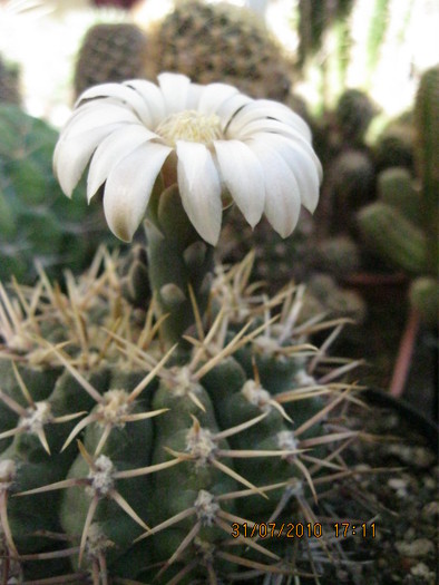 kkk 041 - Gymnocalycium