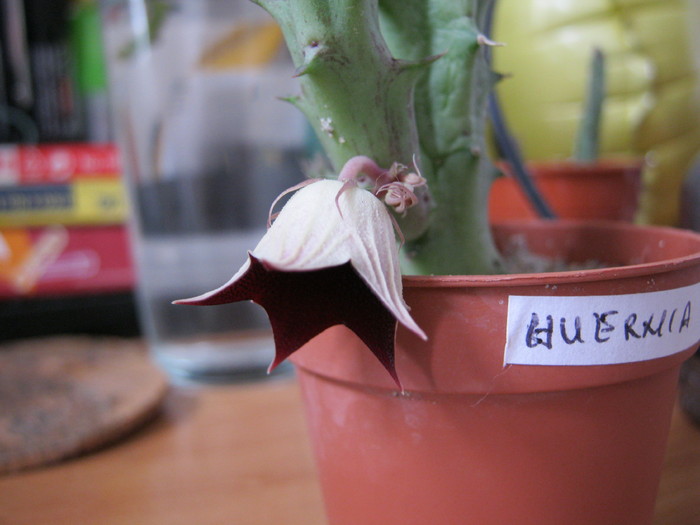 Huernia keniensis (1)