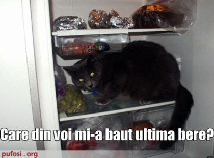 motan-in-frigider - pisici amuzante