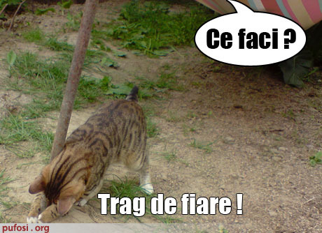 motan-trage-de-fiare