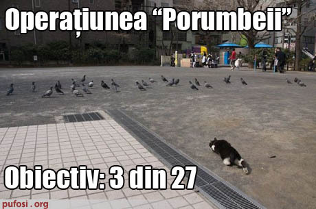 motanul-pandeste - pisici amuzante