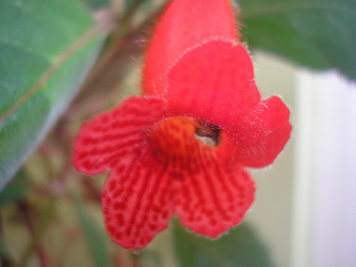 Eriantha - KOHLERIA