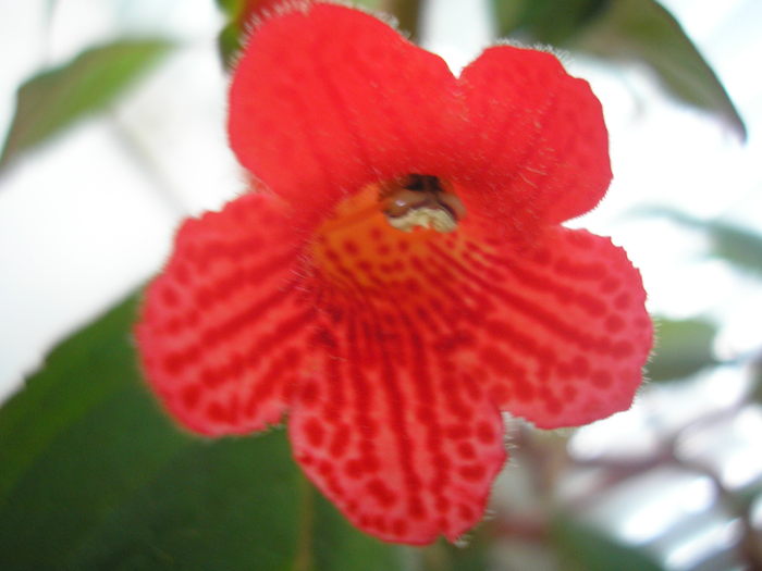 Eriantha - KOHLERIA