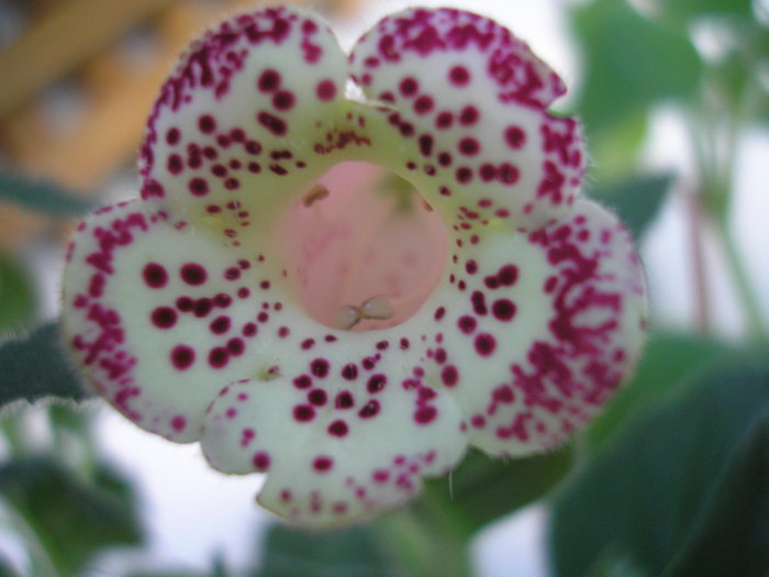 Hcy-s Jardin de Monet - KOHLERIA