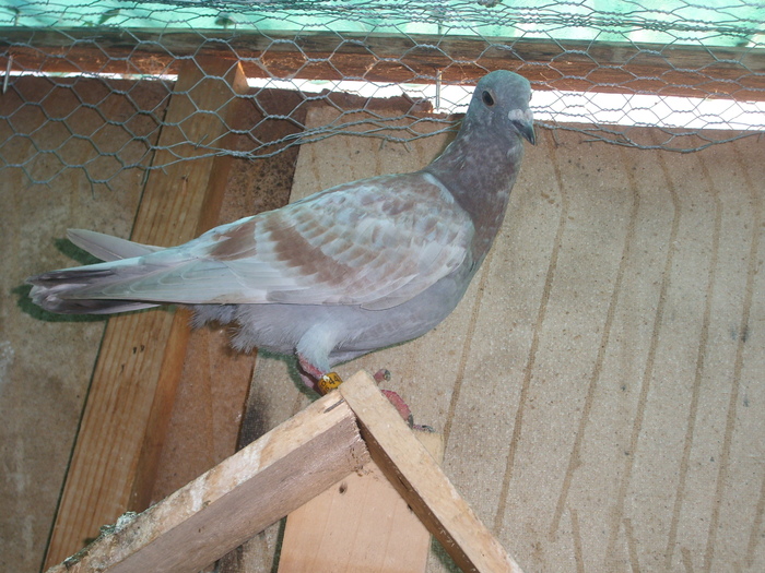 SL273514 - porumbei in voliera 2010