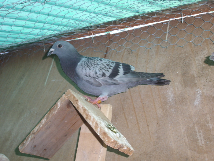 SL273515 - porumbei in voliera 2010