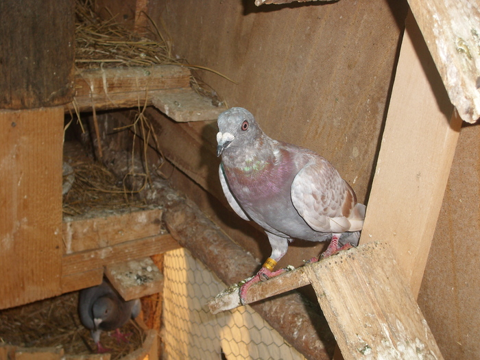 SL273516 - porumbei in voliera 2010