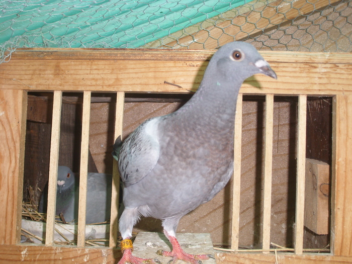 SL273517 - porumbei in voliera 2010